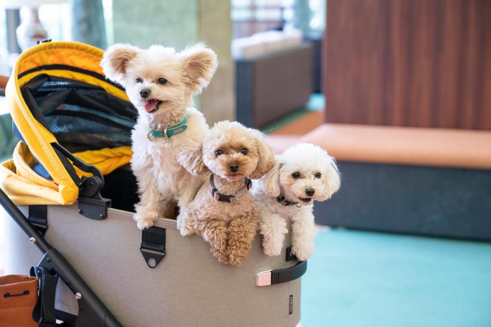Izumigo Lake Hamana Dog Paradise Hotel Hamamatsu Dış mekan fotoğraf